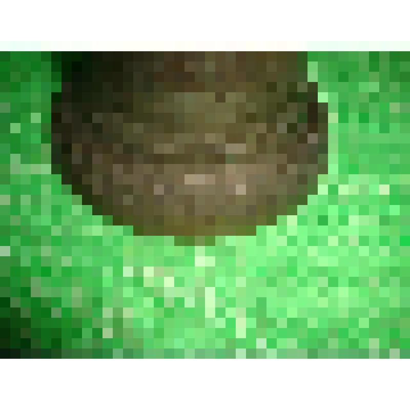 Колокольчик