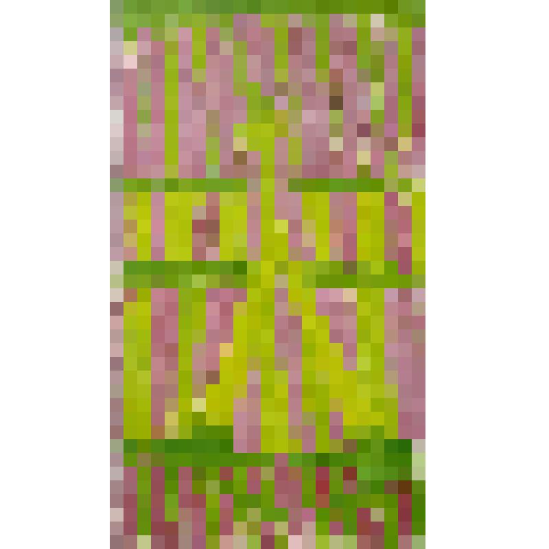 Дождевик