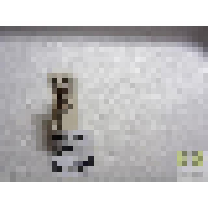 Леистус рыжеватый (Leistus rufescens L.)