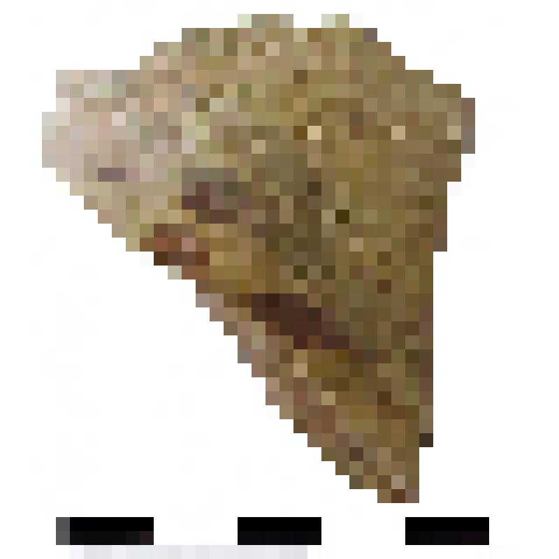 Фрагмент средней части горла амфоры типа D с дипинто