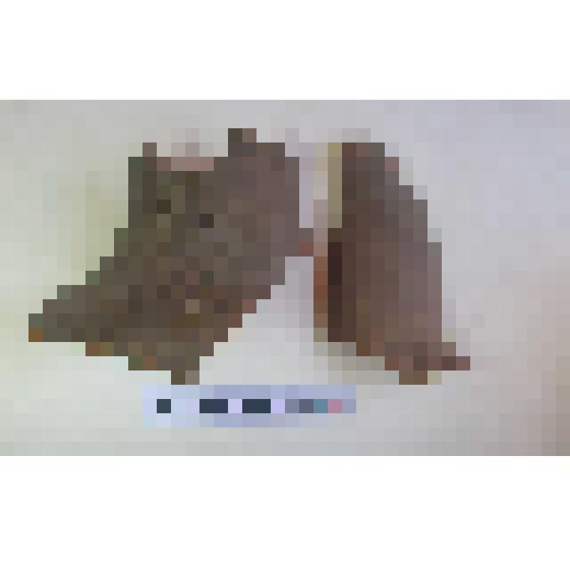 Горла амфоры типа Зеест 80 с граффити