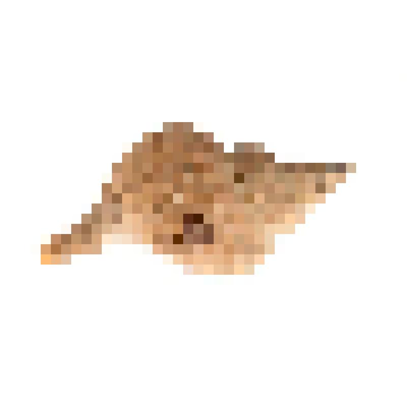 Раковина. Нептунея широкоребристая. Neptunea laticostata (Golikov, 1962)