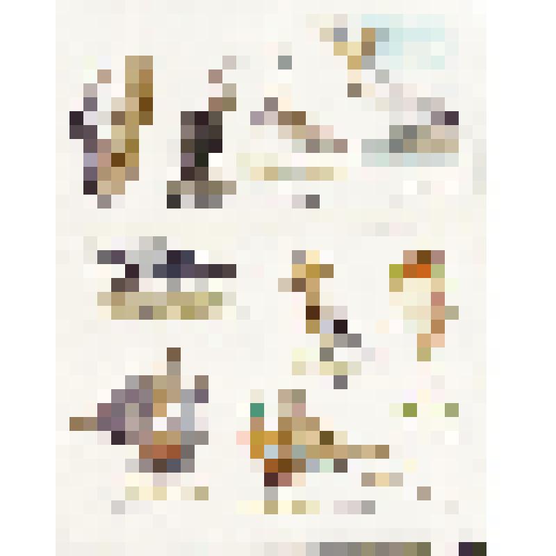 Видовое разнообразие птиц: дятел, змеешейка, кроншнеп, пеликан, ворона, удод, райская птица, глухари и фазаны