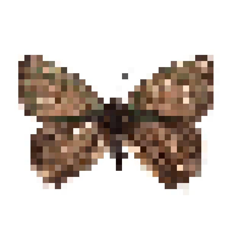 Насекомые. Бабочка. Зефир японский. Neozephyrus japonicas regina (Butler, 1881)