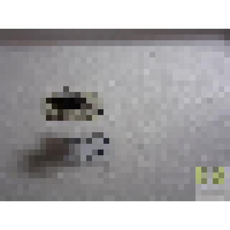 Бегун просяной (Pseudoophonus calceatus Duft.)