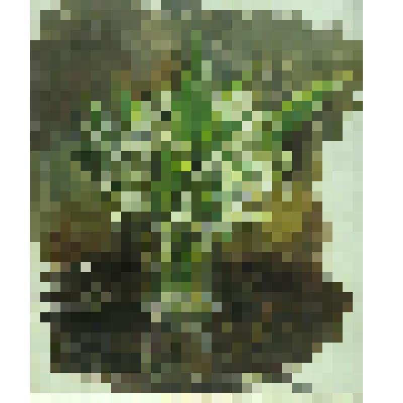 Картина. Ландыши