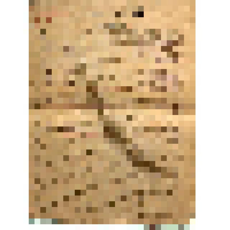 Ведомость Успеваемости учащихся 1, 2, 3, 4 класса За год 1952-1953 учебного года Зырянской корейской школы, Классный руководитель: Ли Тен Дон 20.05.1953 г