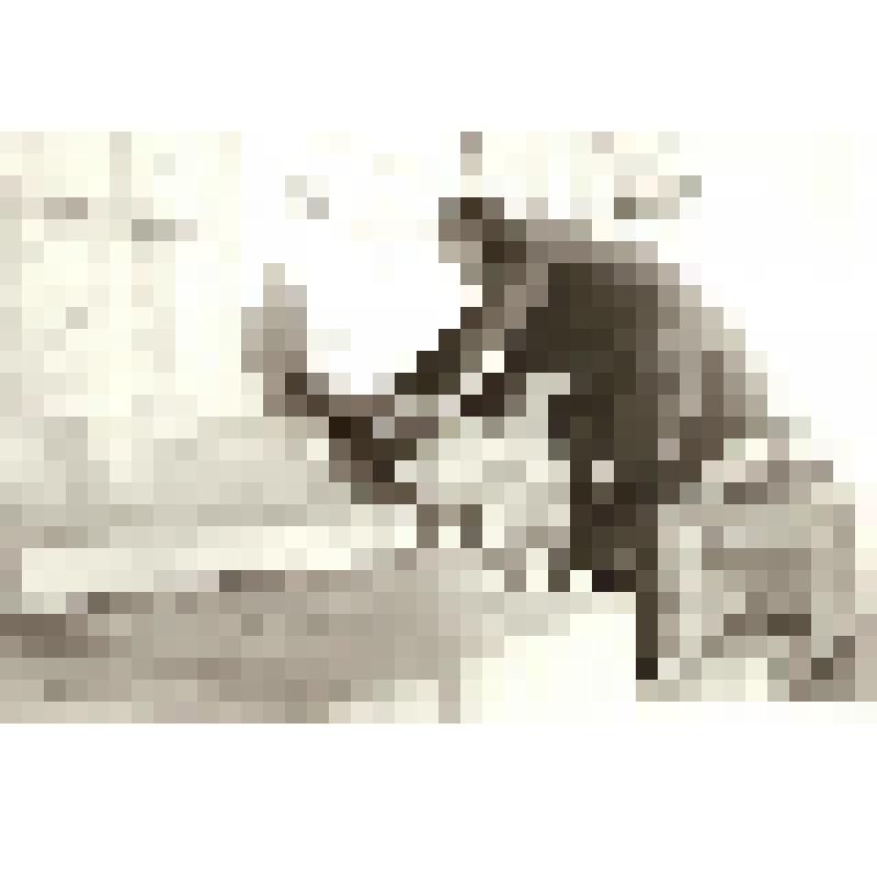 Фотография. Пелисов Г.А. в Софии (Болгария)