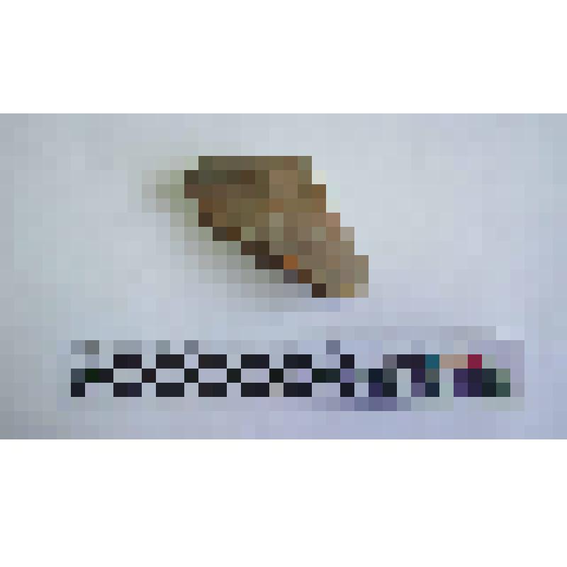 Верхняя часть амфоры типа Зеест 77