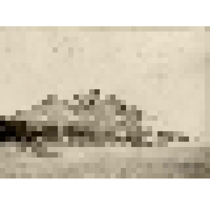 Фотография. Симбирск. Первая мужская гимназия. Из собрания фотографий, отпечатанных в 1958 г. со стеклянных негативов, приобретенных у М.Н. Сланского