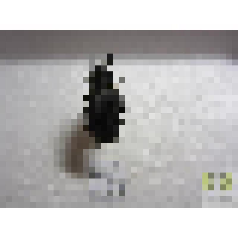 Жужелица золотоямчатая (Carabus clathratus L.)