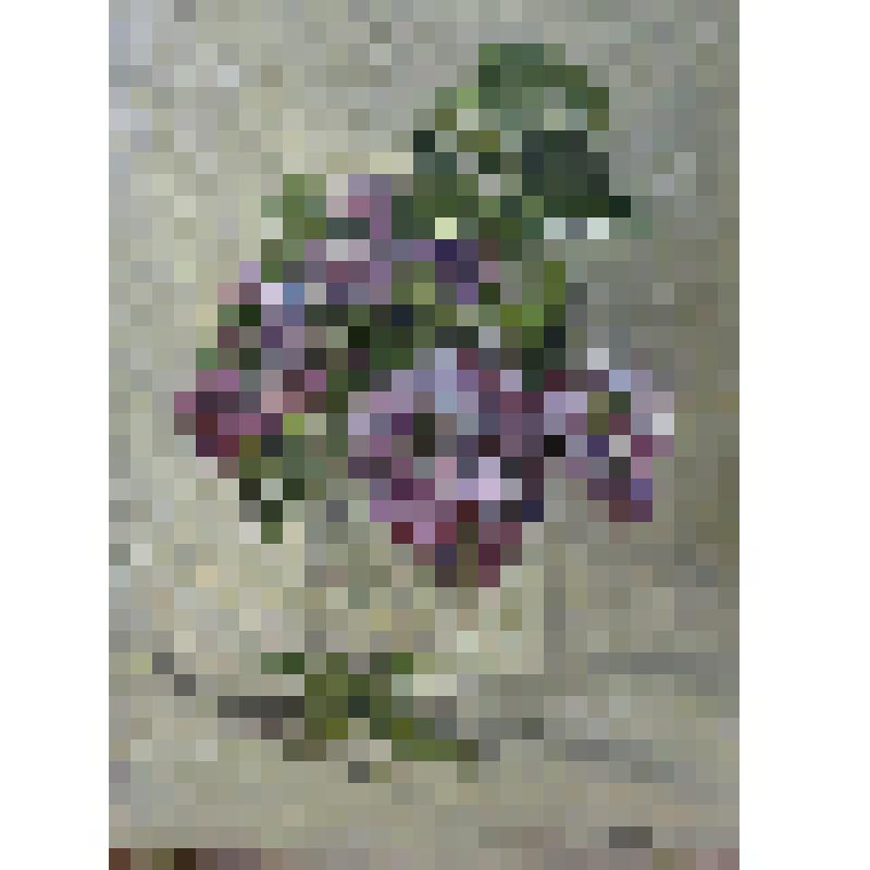 Букет сирени. 1997 г.  г. Москва. Картина