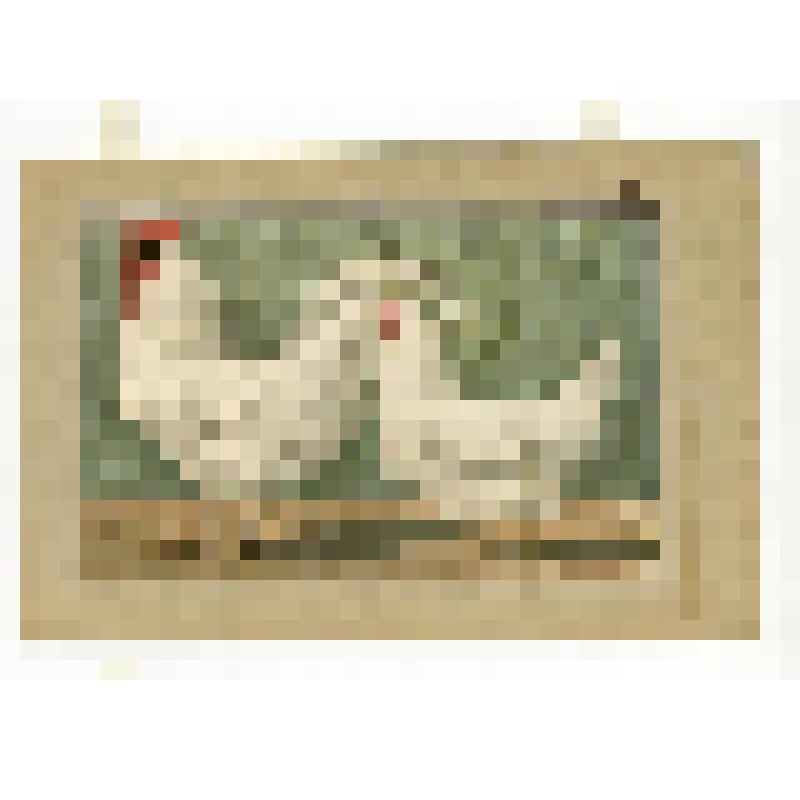 Породы кур.29.Доркинг белые. Литография цветная
