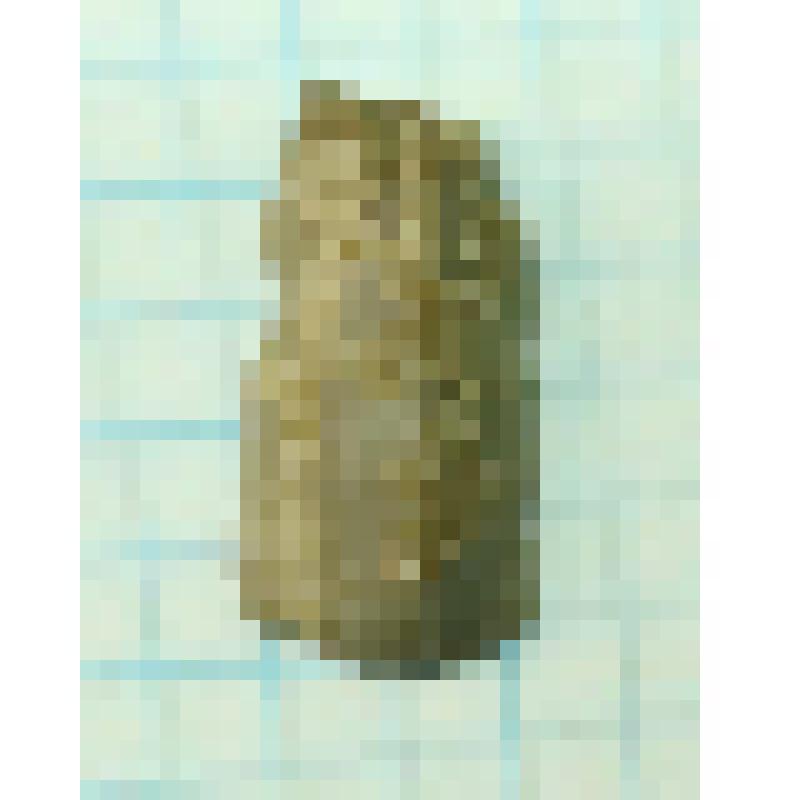 Скребок