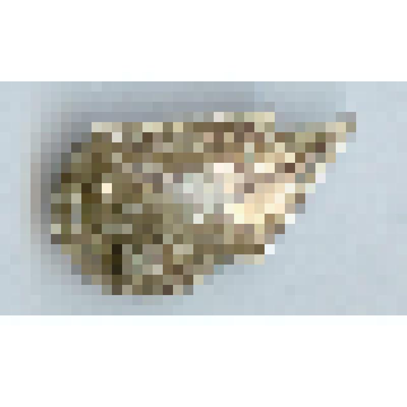 Значок нагрудный «Саратов»