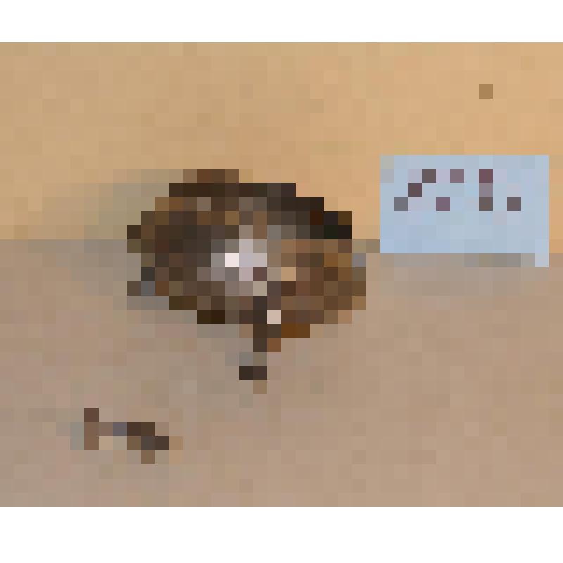 Солонка полусферическая, сплющенная, с чеканным орнаентом рокайль, на трех изогнутых ножках