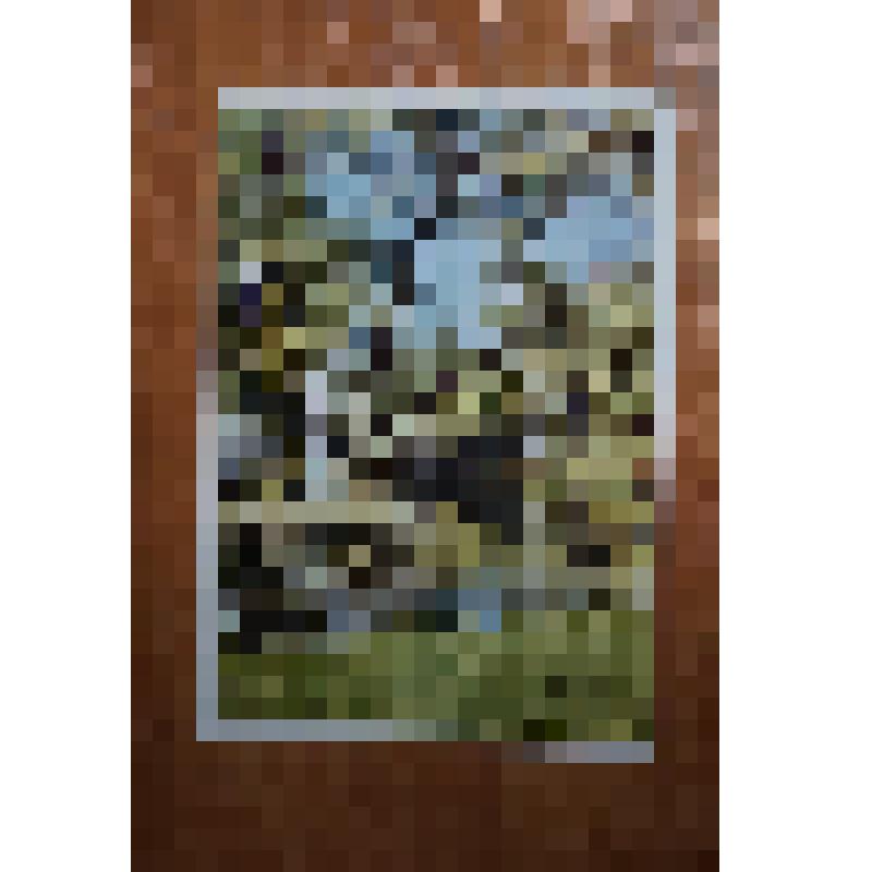 Открытка с изображением цветного фото "Подмосковье" Б. Раскина