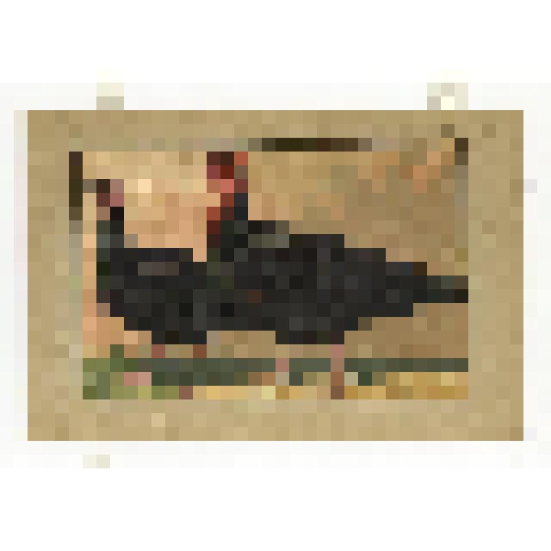 Породы домашней птицы. 43.Черные индейки (Норфольк). Литография цветная