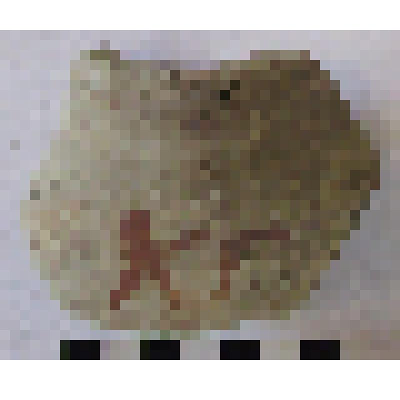 Фрагмент нижней части горла с частью плеча амфоры типа D с дипинто