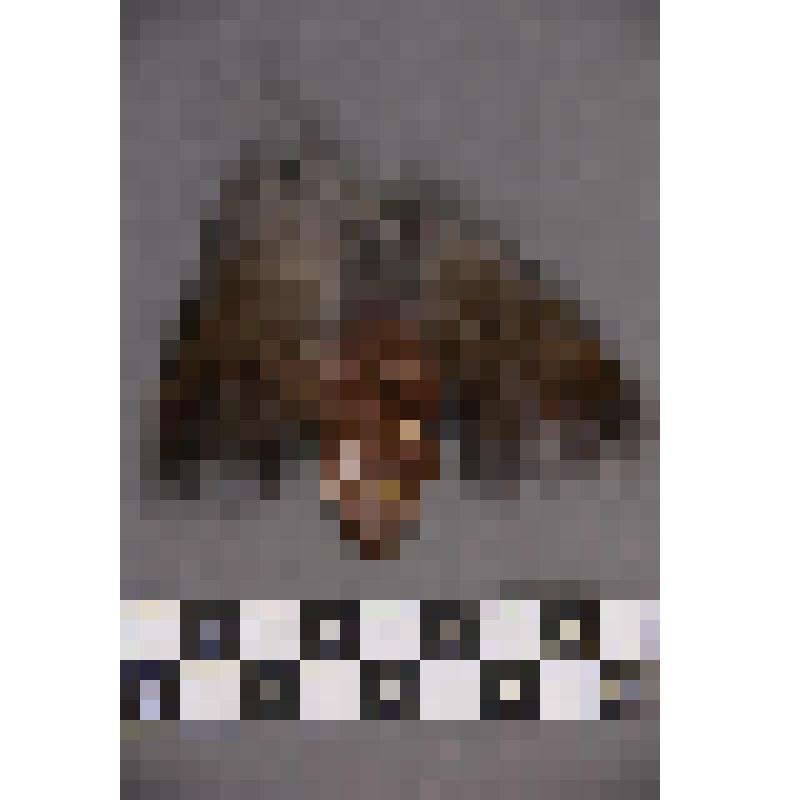 коллекция В.Ф. Лагодича. Талисман на металлической пластине в виде лица человека. В меховом головном уборе. Гравировкой изображена борода