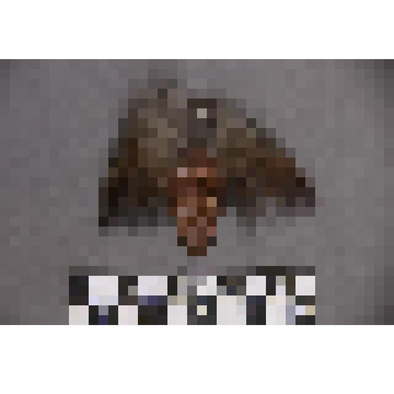 коллекция В.Ф. Лагодича. Талисман на металлической пластине в виде лица человека. В меховом головном уборе. Гравировкой изображена борода