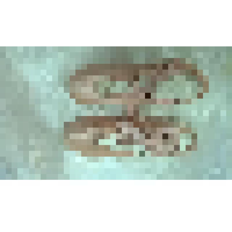 Пуанты  Стручковой. Р.С.  с автографом