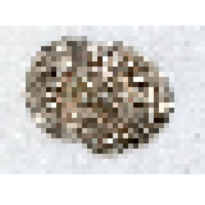 Монета. Деньга псковская