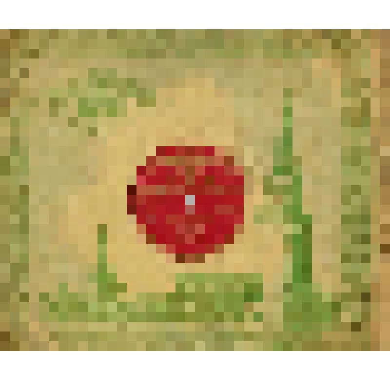 Пластинка граммофонная
1 сторона: «Коробейники» русская народная песня (слова Некрасова Н.) Пищаев Г.М. Гос. русск. нар. оркестр.  2 сторона: «Рябинушка» русская народная песня. Пищаев Г.М. Государственный русский  народный  оркестр