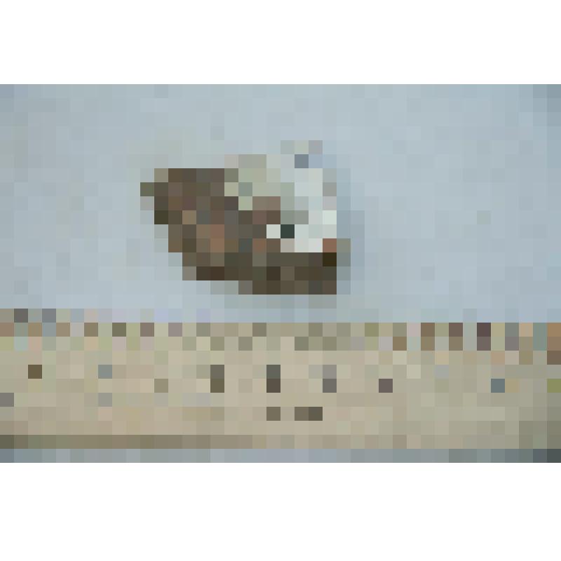 Фрагмент стенки сосуда