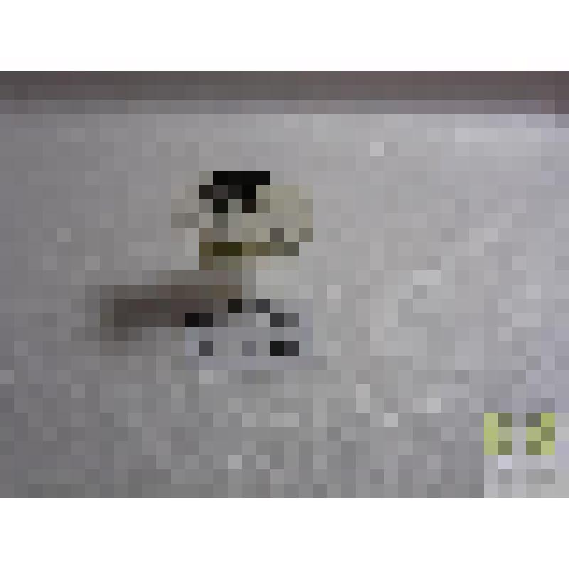 Тускляк распространенный (Amara communis Rz.)