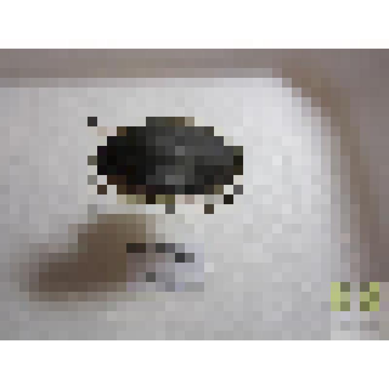 Плавунец окаймленный (Dytiscus marginalis L.)