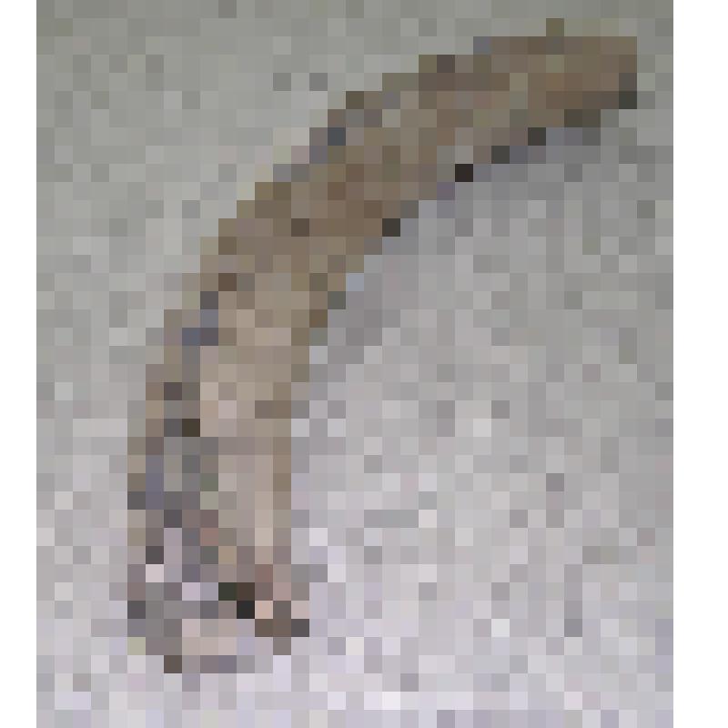 Бивень мамонта. Бивень мамонта (обломок)