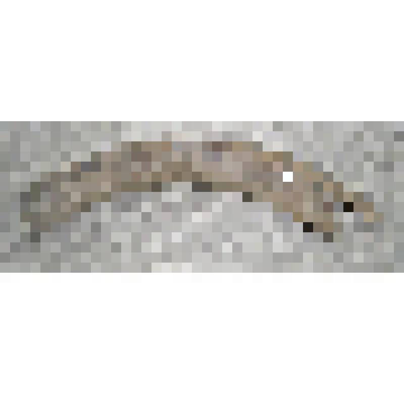 Бивень мамонта. Бивень мамонта (обломок)