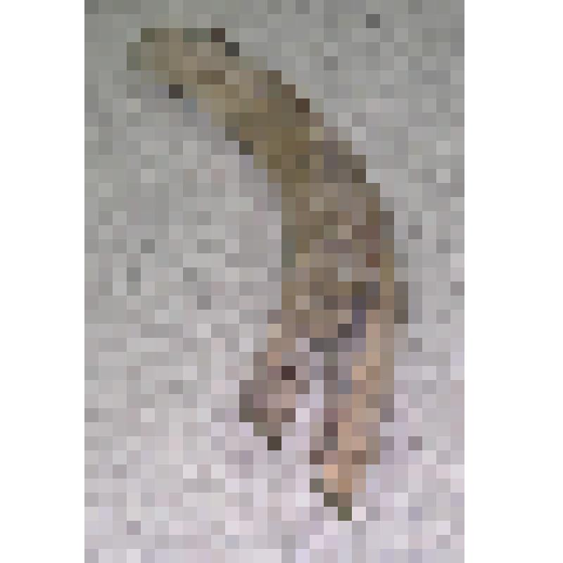 Бивень мамонта. Бивень мамонта (обломок)