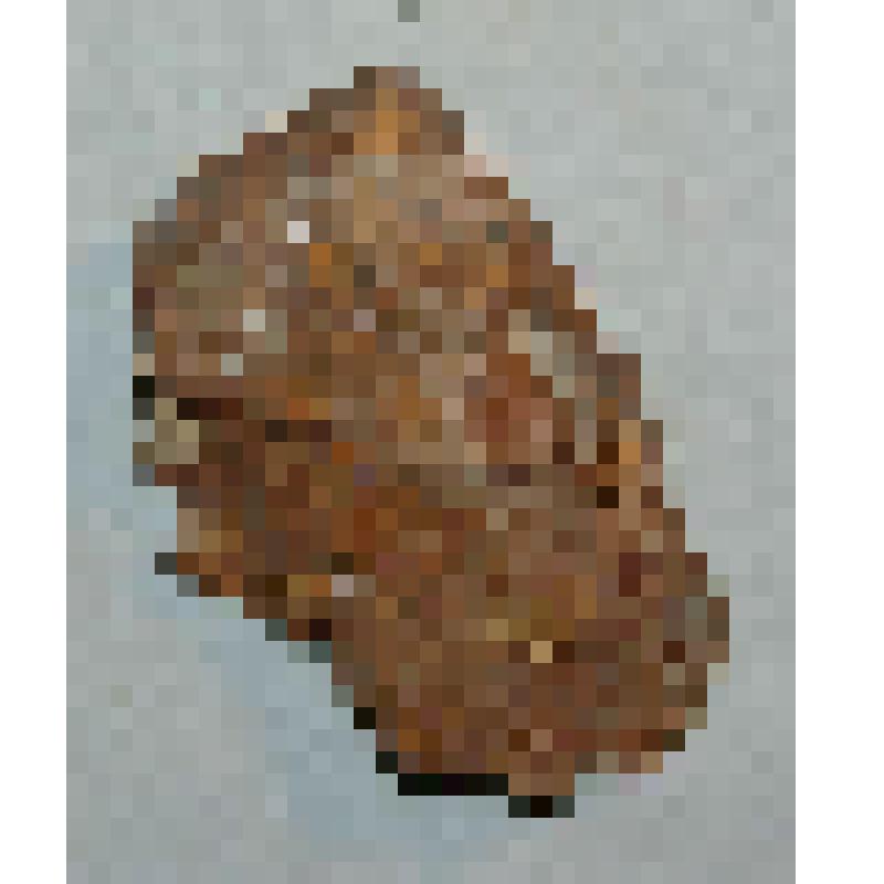 горная порода. Песчаник известковистый