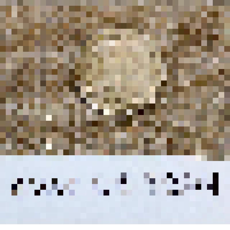 Монета 15 копеек 1955 года. СССР