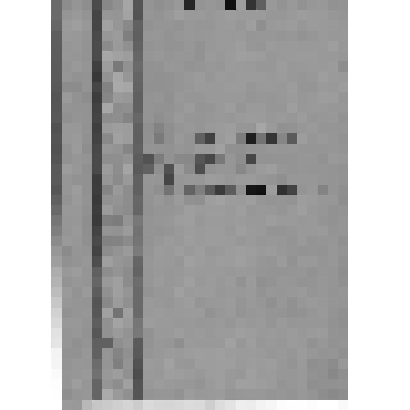 "Состояние садоводства в Шадринской зоне Курганской области"