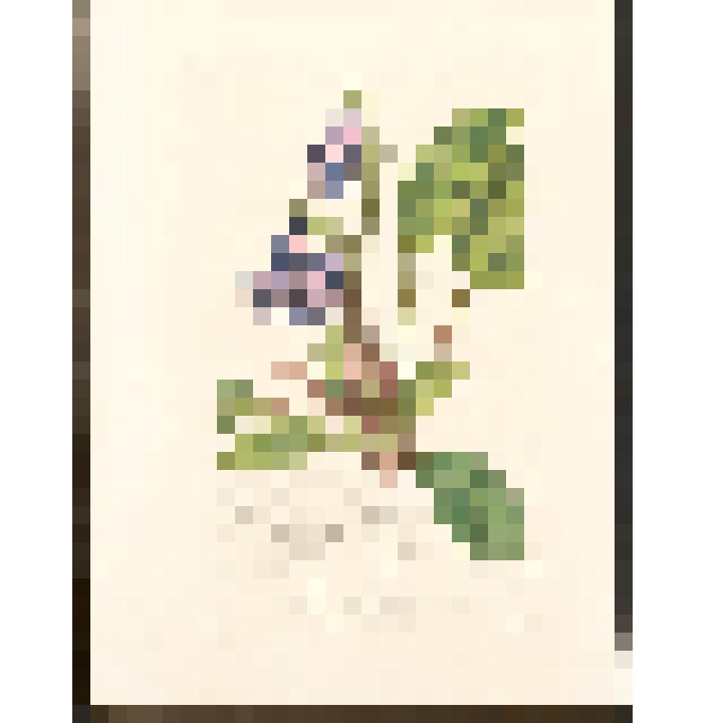 "Martinia speciosa. Gloxine brilliante." Гравюра резцовая, раскрашенная от руки