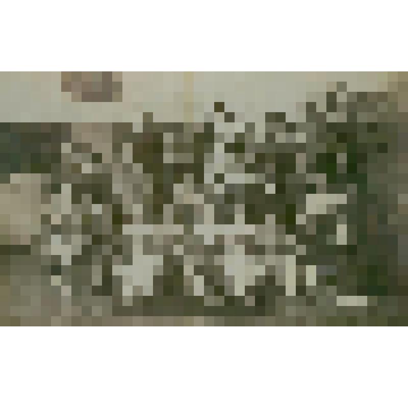 Фотография. Гуткина А.Б., врач, со старшей группой детей педагогического отделения