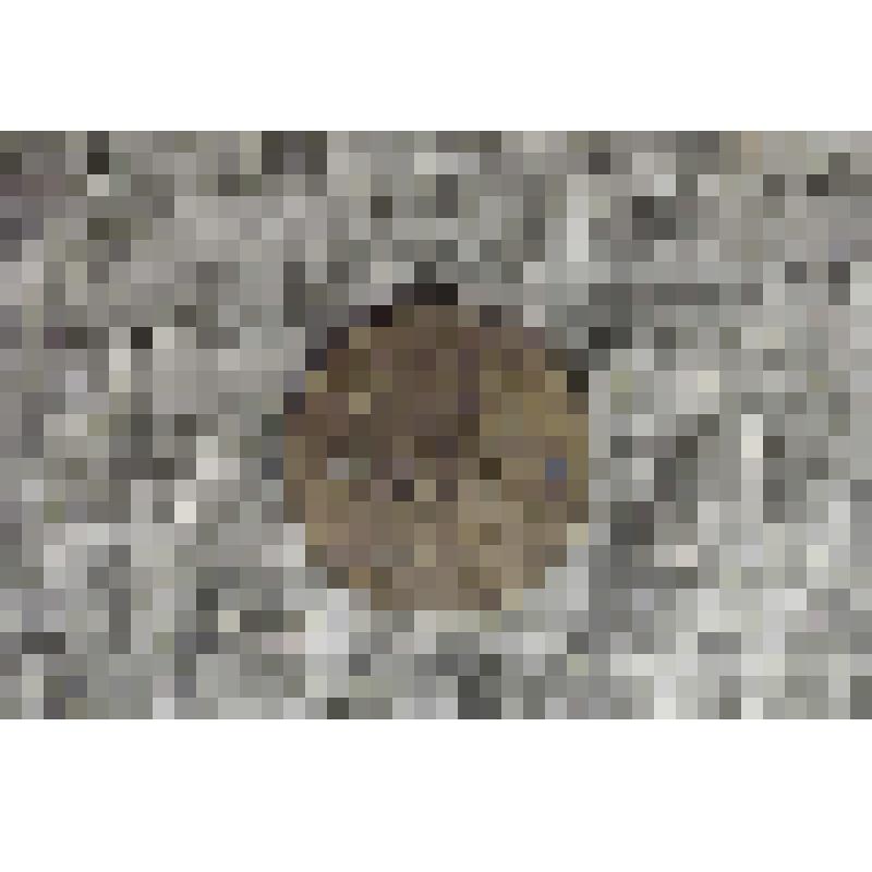 Монета. Пять копеек