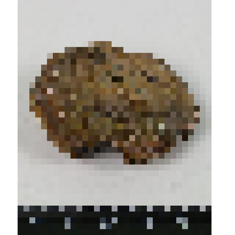 Палеонтологический образец. Фрагмент раковины аммонита. Cardioceras sp