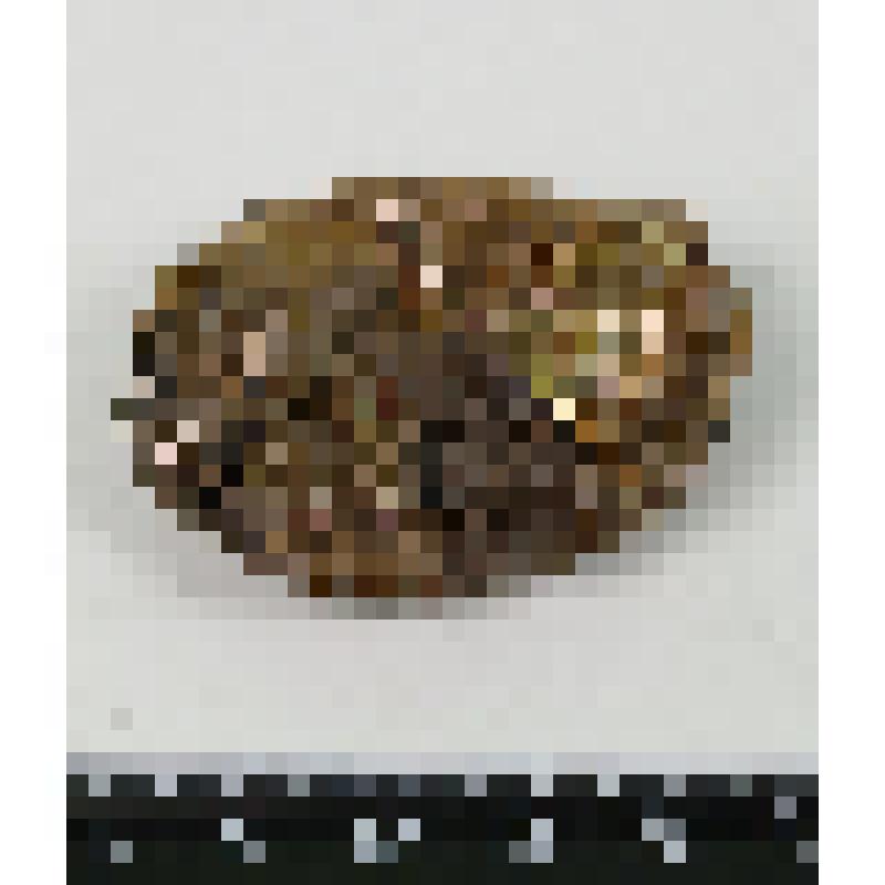 Палеонтологический образец. Фрагмент раковины аммонита. Cardioceras sp