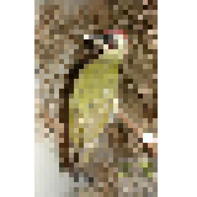 Дятел зелёный ( Picus viridis)
