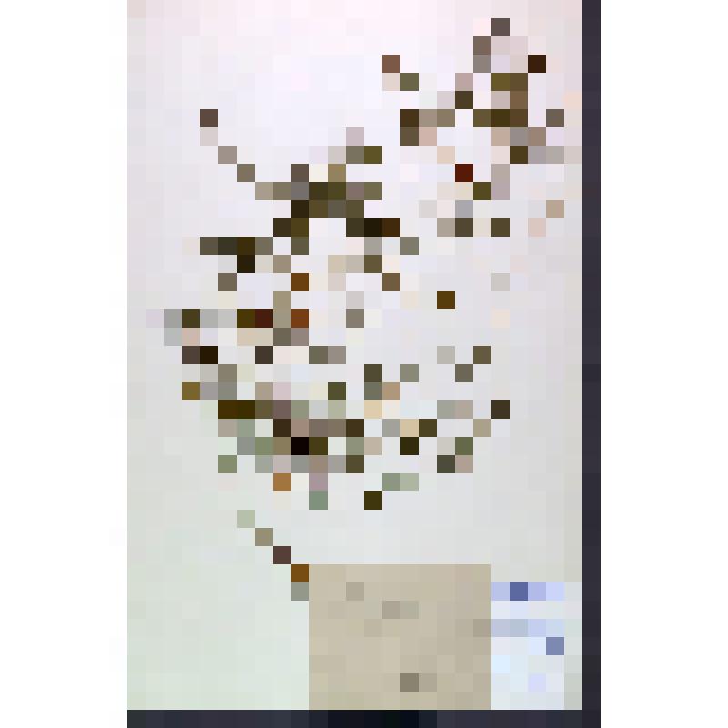 Лист гербарный. Колокольчик круглолистный (Campanula rotundifolia)