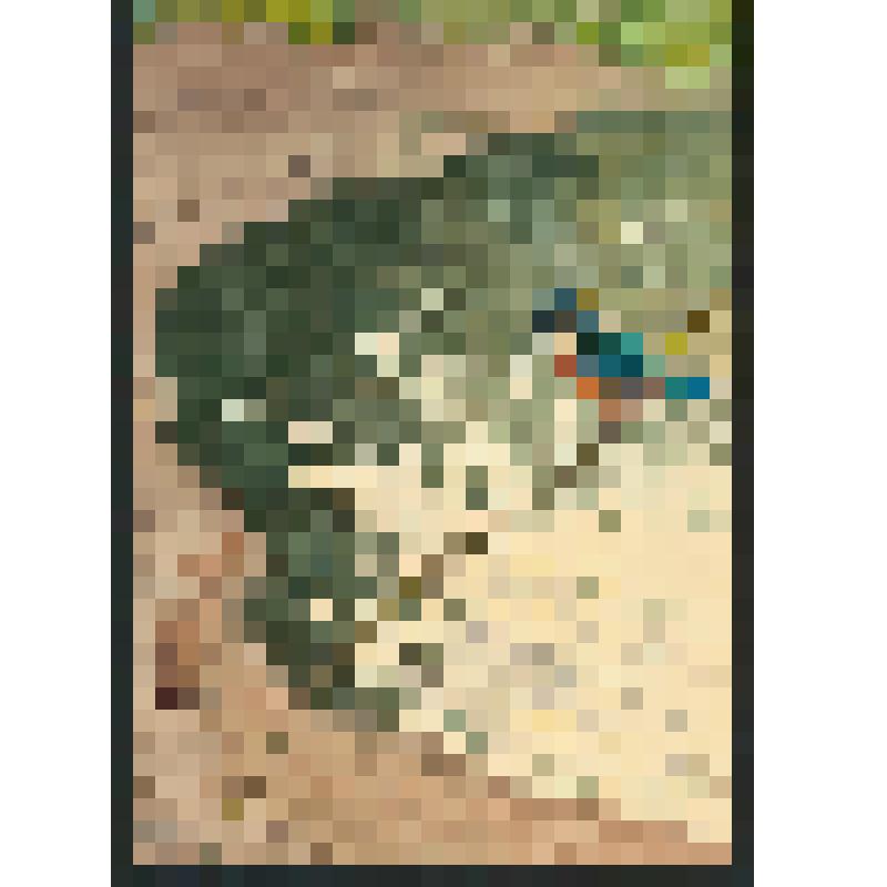 "Зимородок". Рисунок, акварель