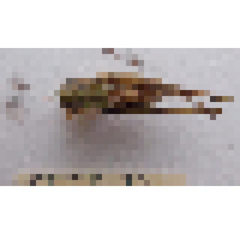 Класс: Насекомые (Insecta); Отряд: Прямокрылые (Orthoptera ); Семейство: Кузнечики настоящие (Tettigoniidae), Род: Decticus  "Кузнечик серый (Decticus verrucivorus, Linnaeus, 1758)"