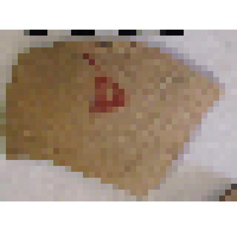 Фрагмент плеча амфоры типа D с дипинто