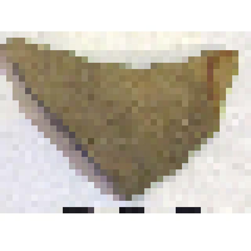 Фрагмент плеча амфоры типа D с дипинто