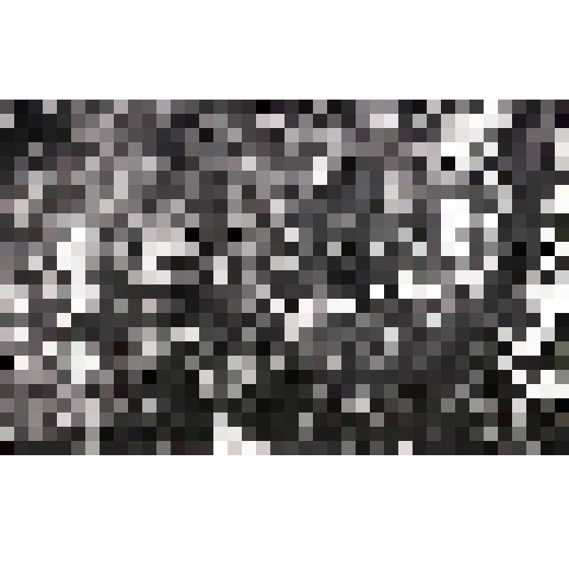 негатив. Псевдотсуга Мензиса. Фрагмент