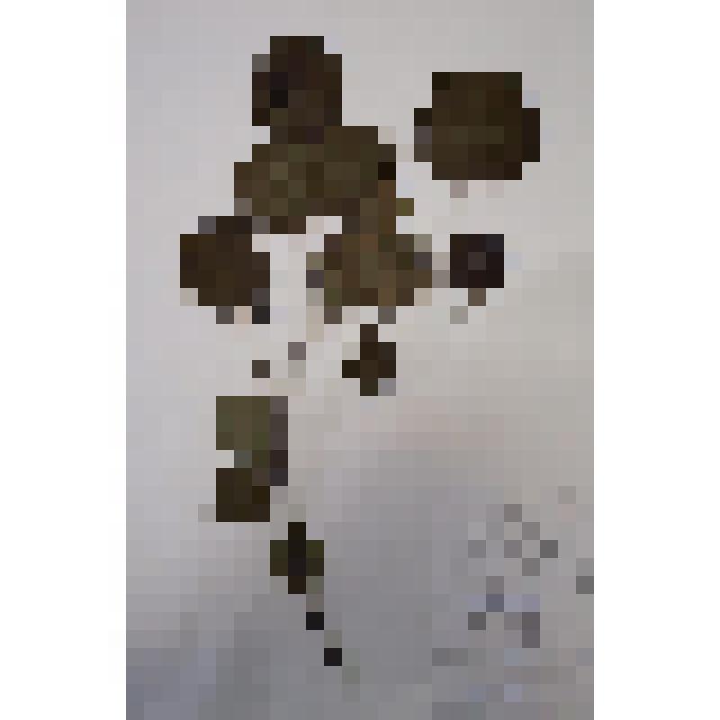 Ольха серая